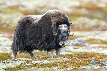 Un animal venu du plus profond de la préhistoire ...