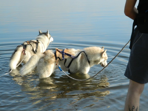 Chiens des glaces à l'eau