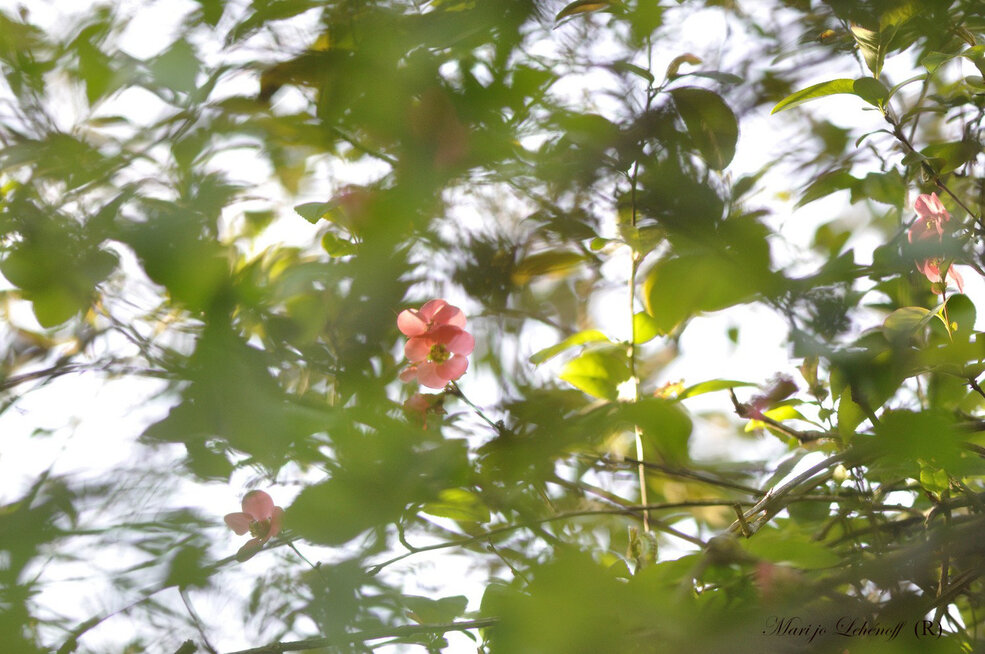 Quelques fleurs du cognassier du Japon