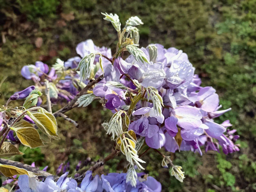 Ma glycine après la pluie...