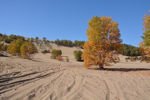 les dunes de Tadoussac