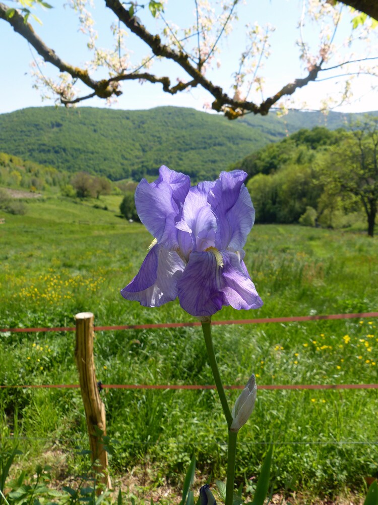 Les vignes de Quincié en Beaujolais..