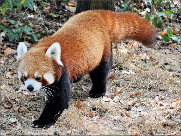 Photos Panda roux - Natur'Zoo de Mervent