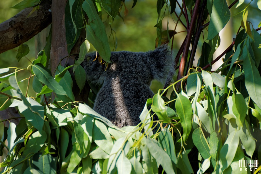 Ma première photo d'un Koala dehors