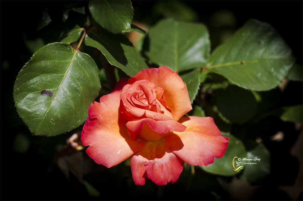 Rose dans la verdure