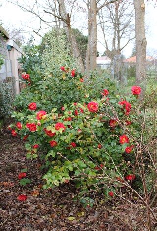 Camellia japonica rouge ' Blood of China '