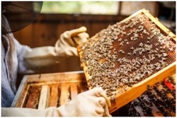 Chez les abeilles, le stress perturbe gravement l’organisation du travail…