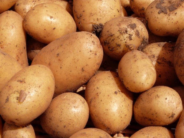 pommes-de-terre-anoe---recolte-2013.jpg