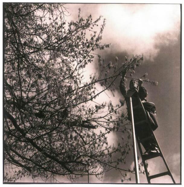 En communion avec la nature, ce monsieur récolte le pollen sur les arbres