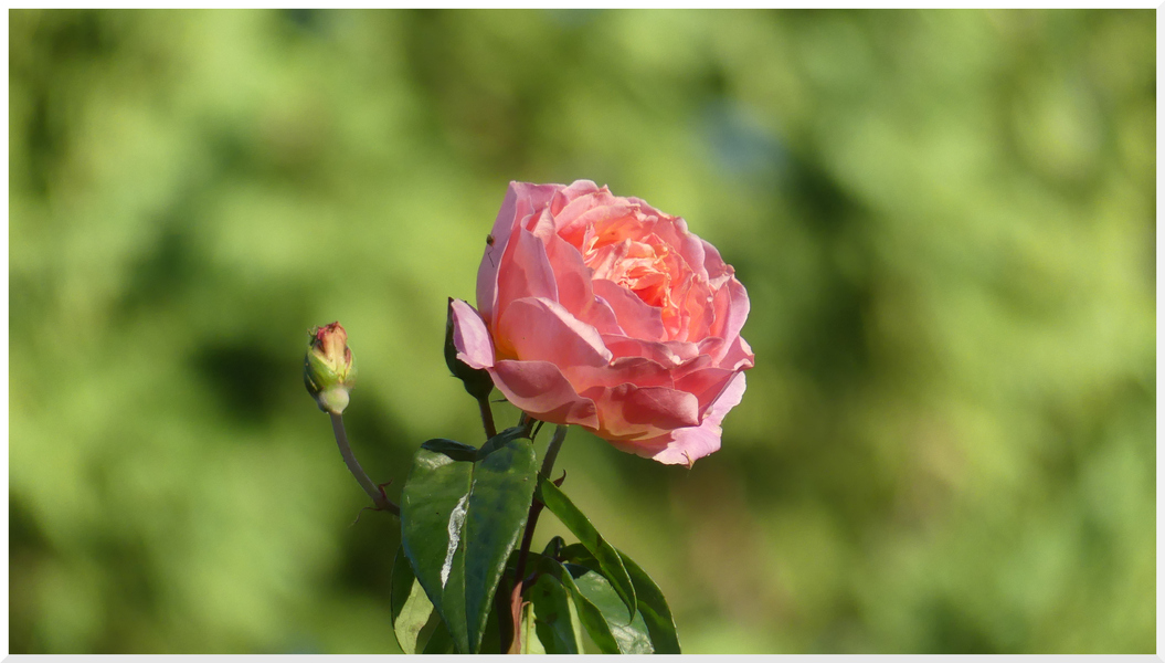 Quelques scènes du jardin 