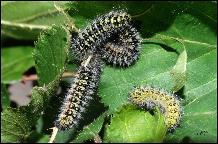 Saturnia pavonia.