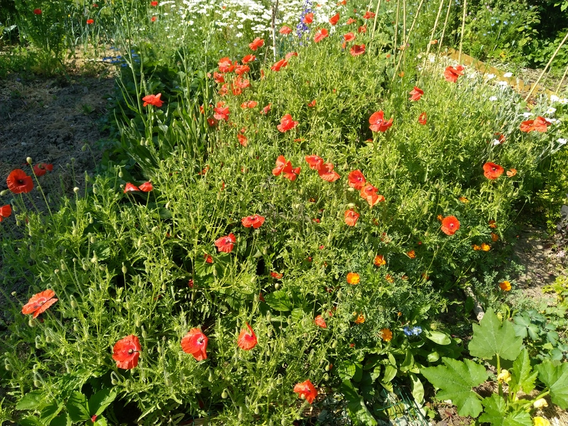 Mon jardin (4)