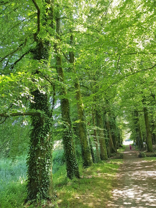 Domaine du Lain à Gestel Morbihan Bretagne - Promenons nous dans les bois