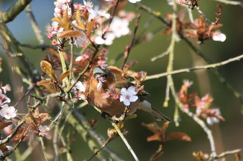 Pinson des Arbres (Common Chaffinch)