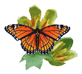 papillon-gif-045