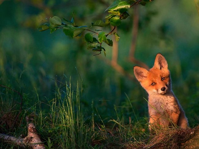 national geographic plus belle photos 2015 4 - 20 Photos Préférées du National Geographic sur Internet en 2015 national geographic plus belle photos 2015 4 - 20 Photos Préférées du National Geographic sur Internet en 2015