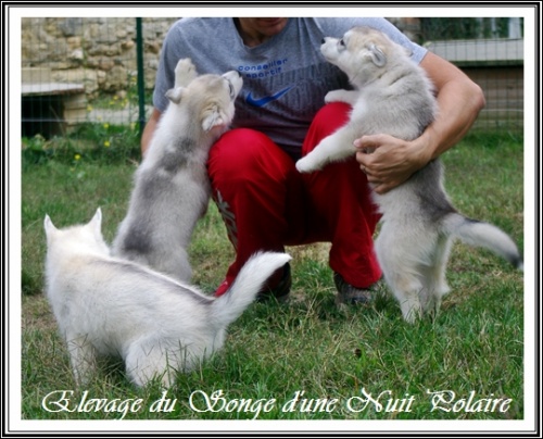 Groupe chiots Huskys (58j)