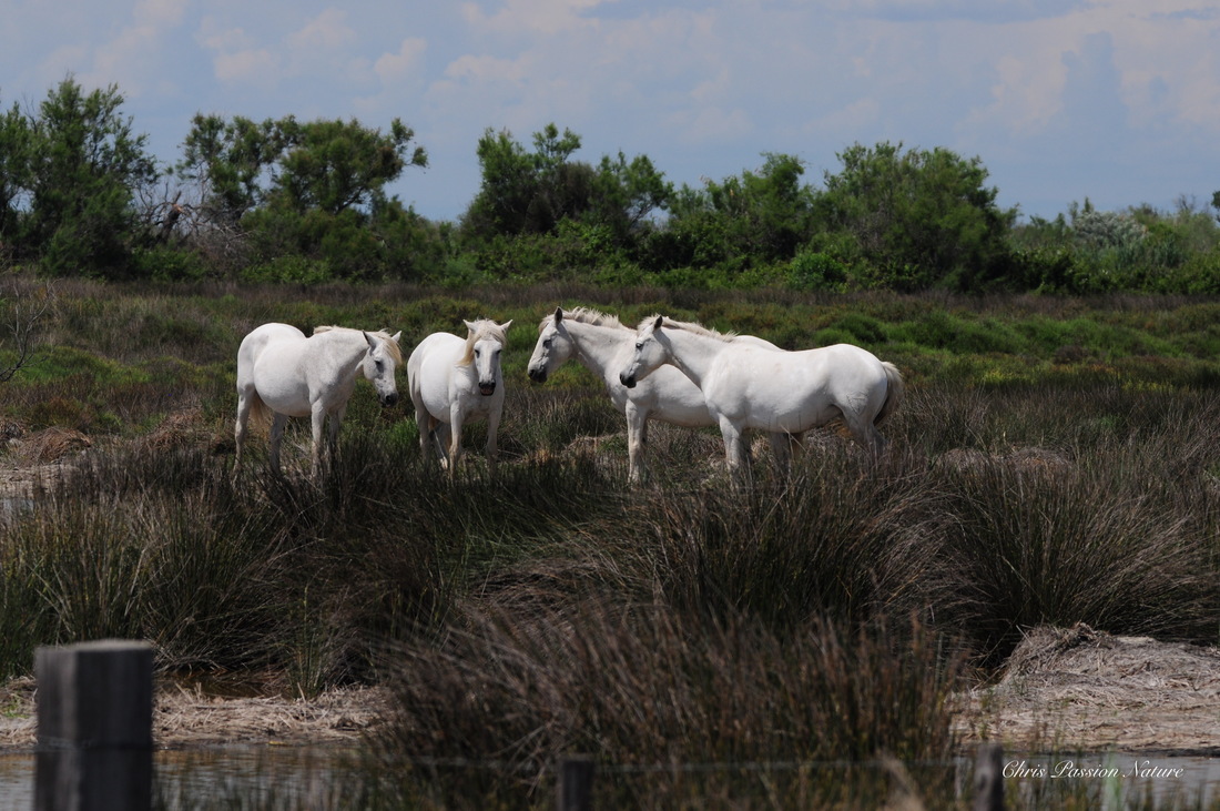 Chevaux en Camargue 