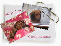 Rallye-liens Sac &agrave; albums