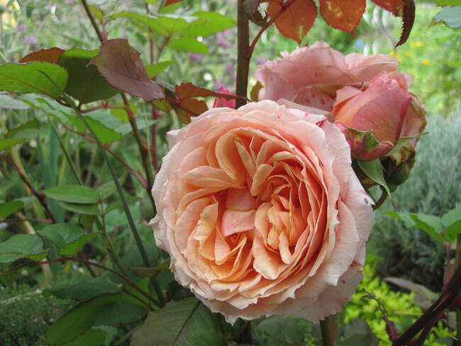 Rose saumonée double 'Paul Bocuse ' de Guillot