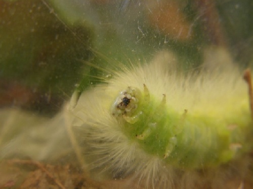 La chenille