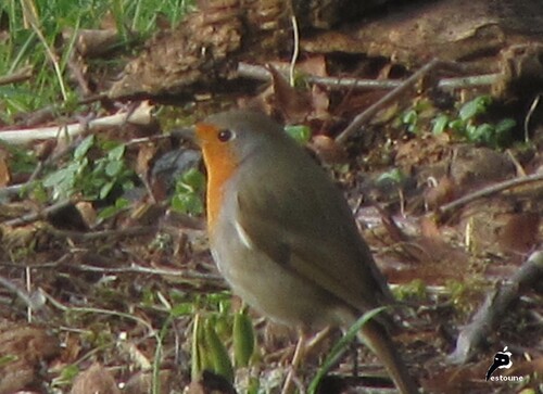 BIRD SONG OPERA