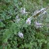 Menthe à feuilles rondes (Mentha rotundifolia ou Mentha suaveolens)