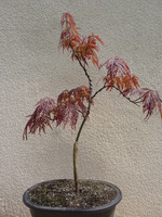 acer palmetum 'garnet' - années 2013 - 2014