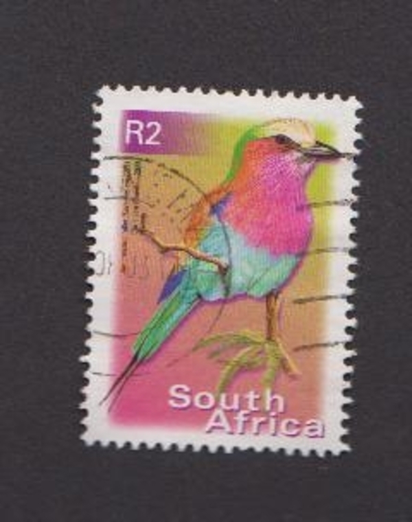 Oiseau Lilac-breasted Roller ou Rollier à longs brins - Afrique du sud - 2000