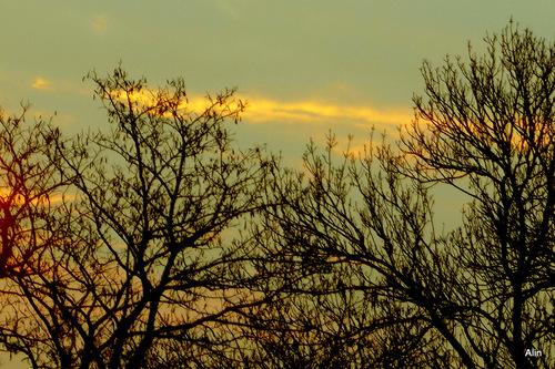 Soleil du soir dans les arbres