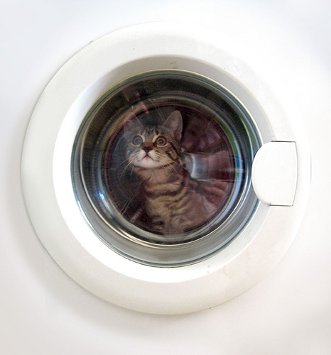 Condamné pour avoir tué son chat dans la machine à laver - actu-insolite