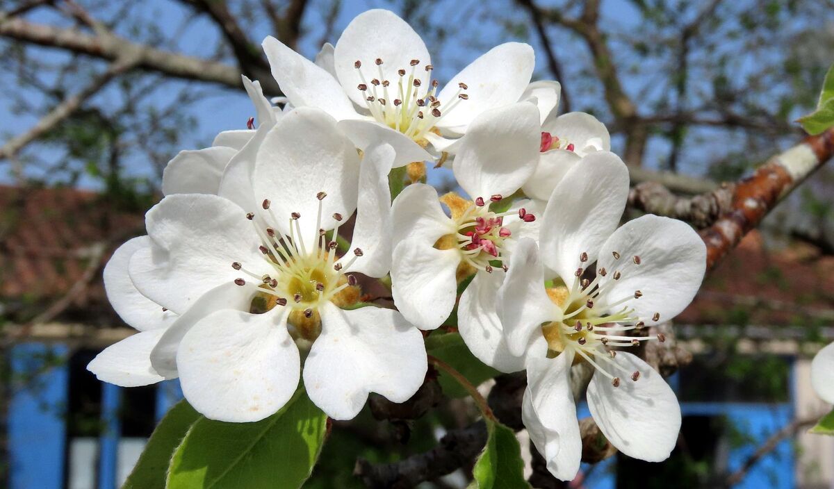 Nos fleurs du jardin 