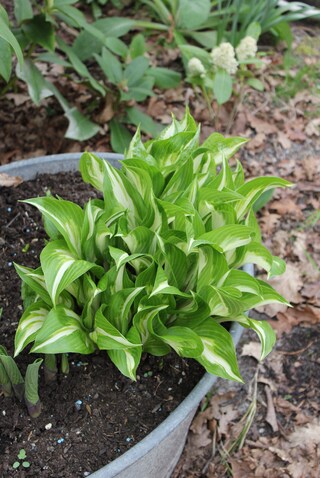 hosta undulata mediovariegata