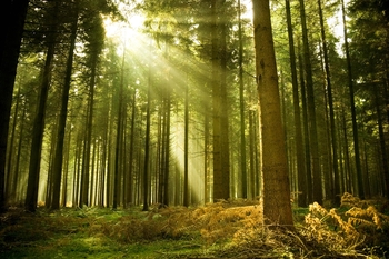 Rays-of-light-beauty-forest-nature-ray-sun-sunlight-trees