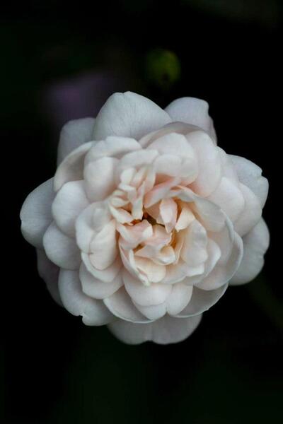 Un bouton, une rose, un rosier : Little White Pet & Little Pink Pet