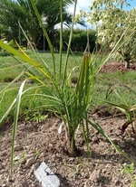 (Butia x Jubaea chilensis ) x Syagrus romanzzofiana