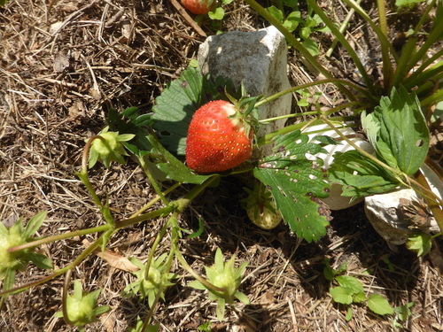 - Une promenade au jardin pour toutes les mamans -