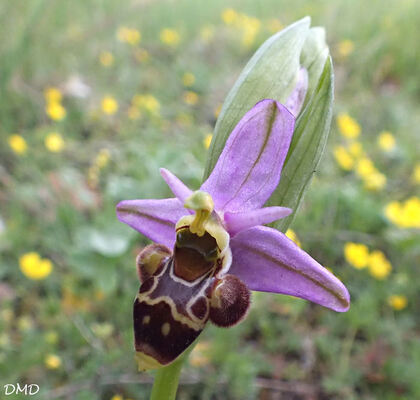 Ophrys scolopax - ophrys bécasse