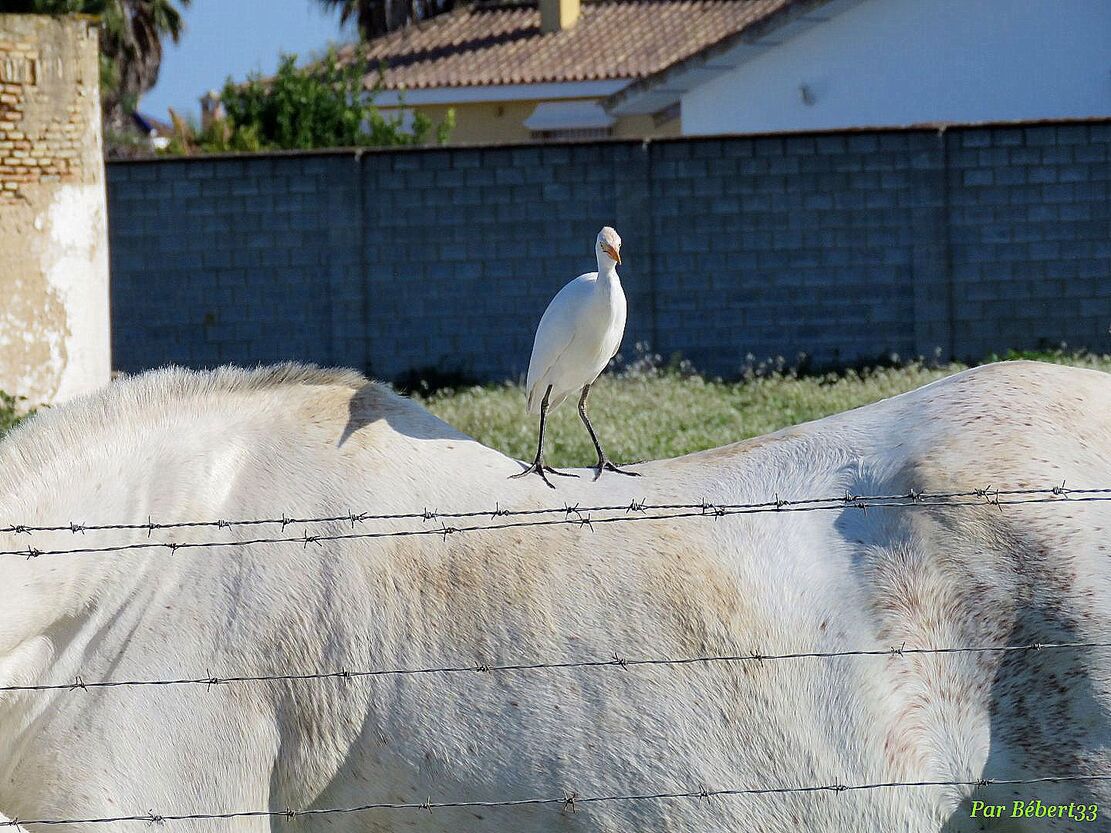 insolite rencontre !