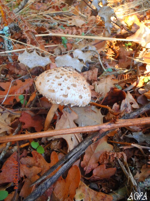 Balade dans la foret près des Landes (1)