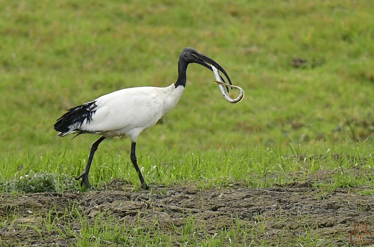 L'ibis et l'anguille...de Mr Jean de la Fontaine....