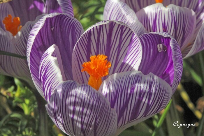 crocus 1648