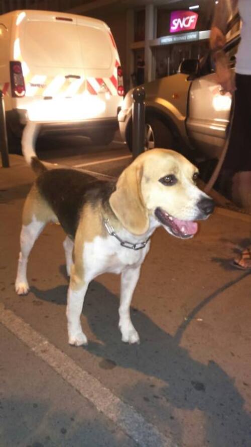 Hypno, beagle de  retour à l'adoption, URGENT ......dans le centre Val de Loire