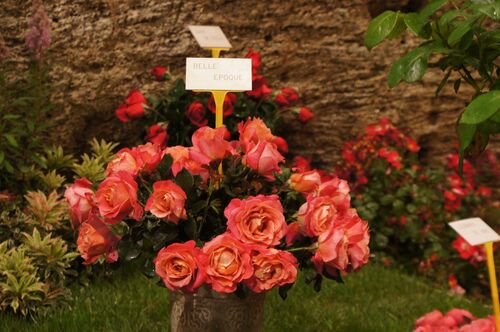 Journées de la Rose : cave Crespin Chatenay