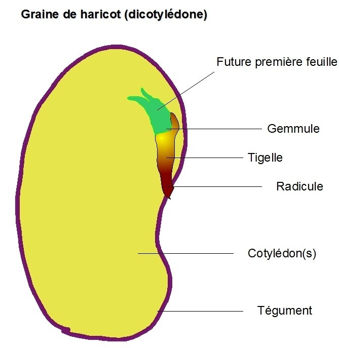 Les multiplications : générative : graine, germination. - Hortidact