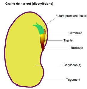 gr-harict-dico-copie-1.jpg