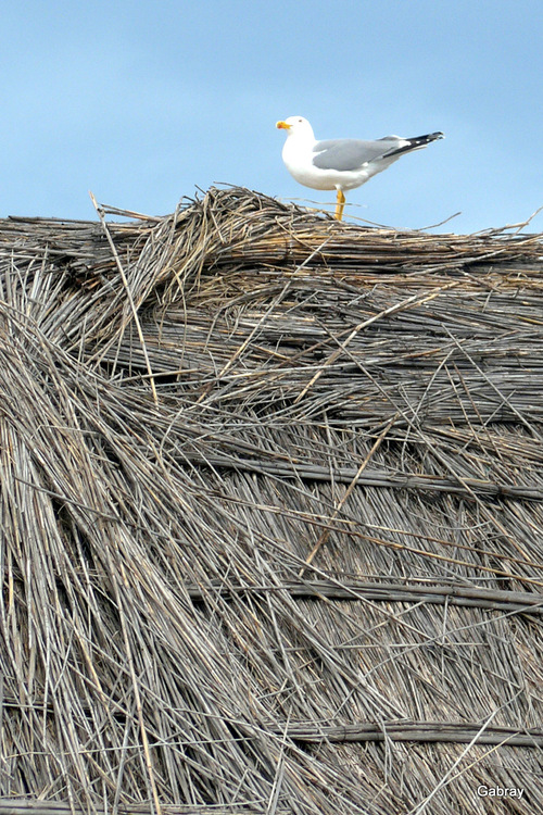 Le Barcarès : les maisons des pêcheurs