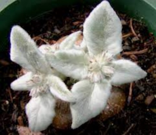 Fleurs cultivées :  Sinningia leucotricha 