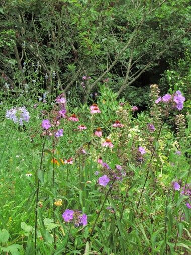 Jardin d'ailleurs...  chez Vincent et Pascal: Un jardin à Landrévarzec