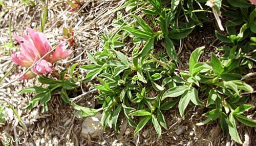 trifoliumalpinumb